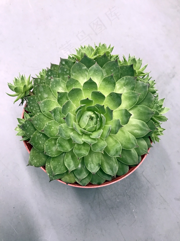 iFWeX8AUmkxQdlk's tweet photo. Just upcycled an old glass jar into a cute succulent planter with some sand and tiny rocks from my backyard! Quick, cheap, and perfect for my desk.  #DIYCraft https://t.co/r22TZVxePk