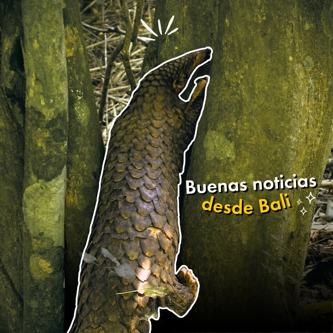 Protección Animal Mundial tweet media
