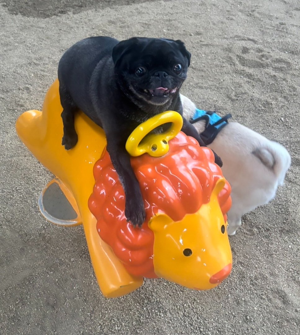 pugtoossan's tweet photo. 怒られるかなと思って消したけど再掲載

ライオン君と出会って4年、はじめはめちゃくちゃビビってたけど遂に乗れる様になりました。 https://t.co/OkzkF26uLB