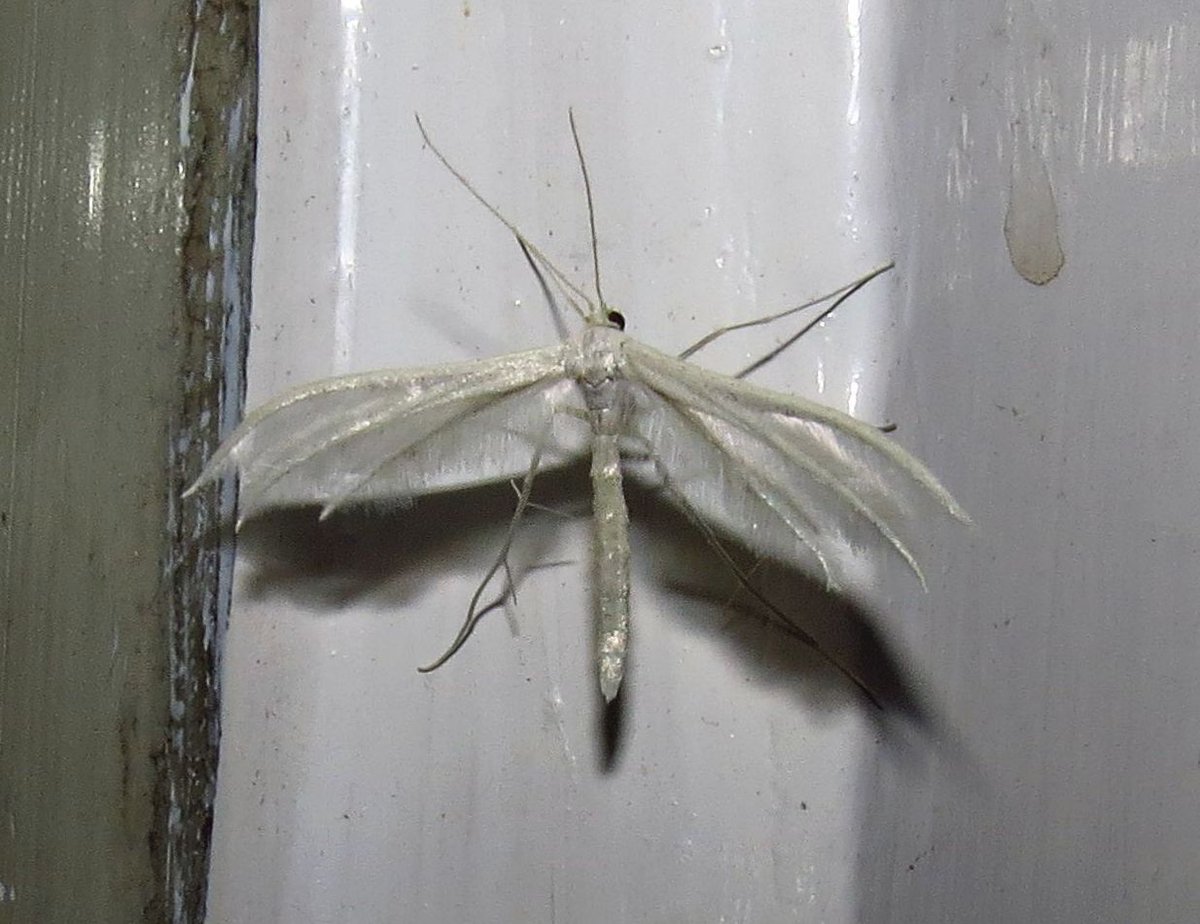 angegarrod's tweet photo. New for year.

Beautiful Hook Tip
White Plume
Small Fan-foot
Worn Peach Blossom

#teammoth #leps #mothsmatter #insects #springwatch https://t.co/WViy9wXzW9