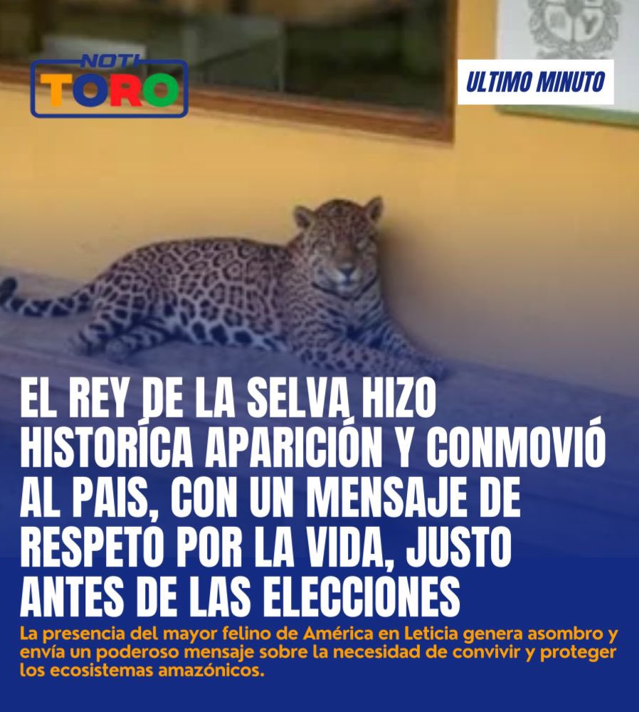 AlejoToroAnt's tweet photo. Antes de las elecciones sorprende y conmueve a los colombianos la aparición de un Jaguar en la Universidad Nacional de la Amazonia 

¿Un mensaje de la naturaleza? 

https://t.co/jW947CbnTR https://t.co/tewQBwiKSY