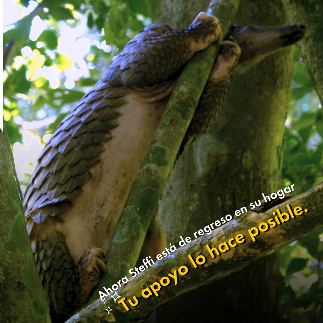 Protección Animal Mundial tweet media