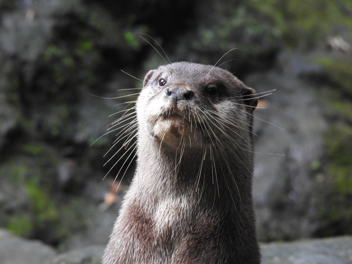 otter_Rascal tweet picture