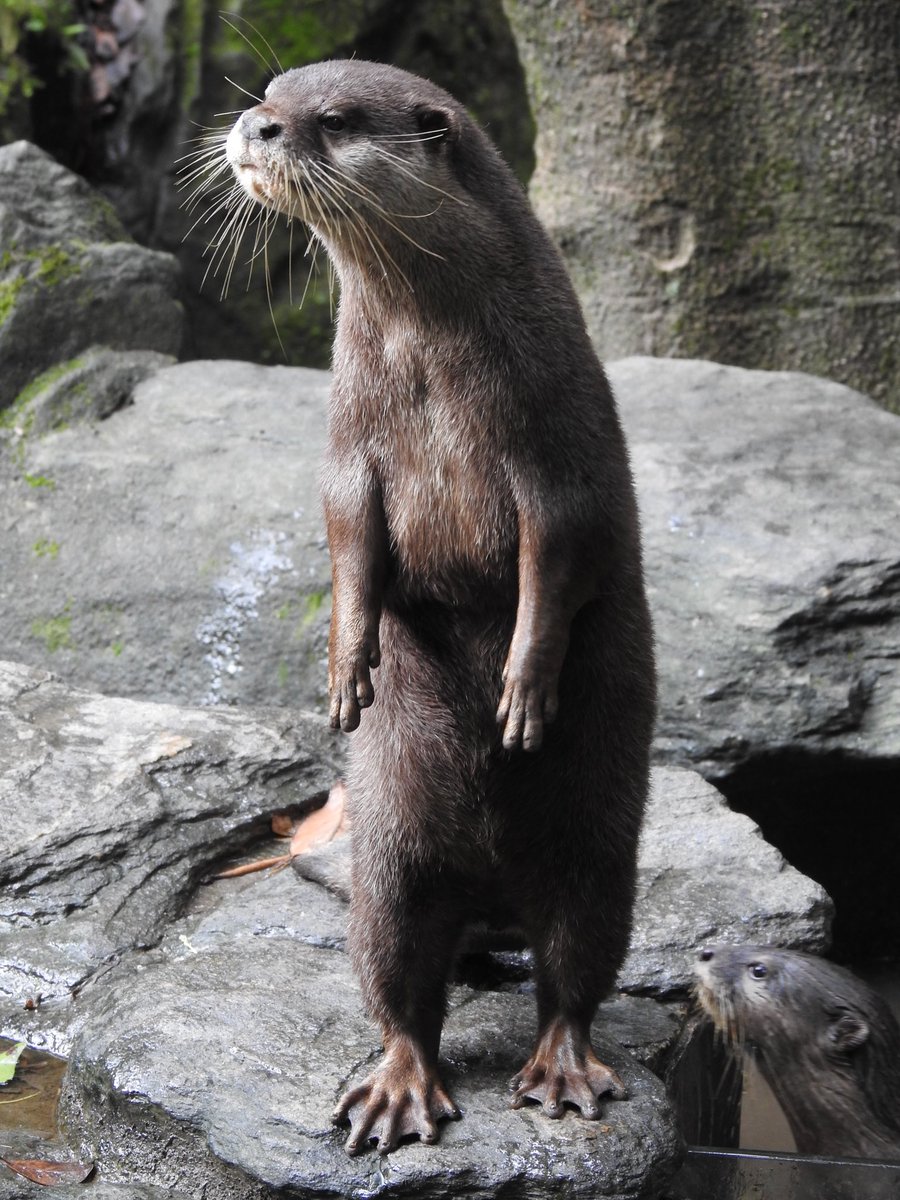 otter_Rascal tweet picture