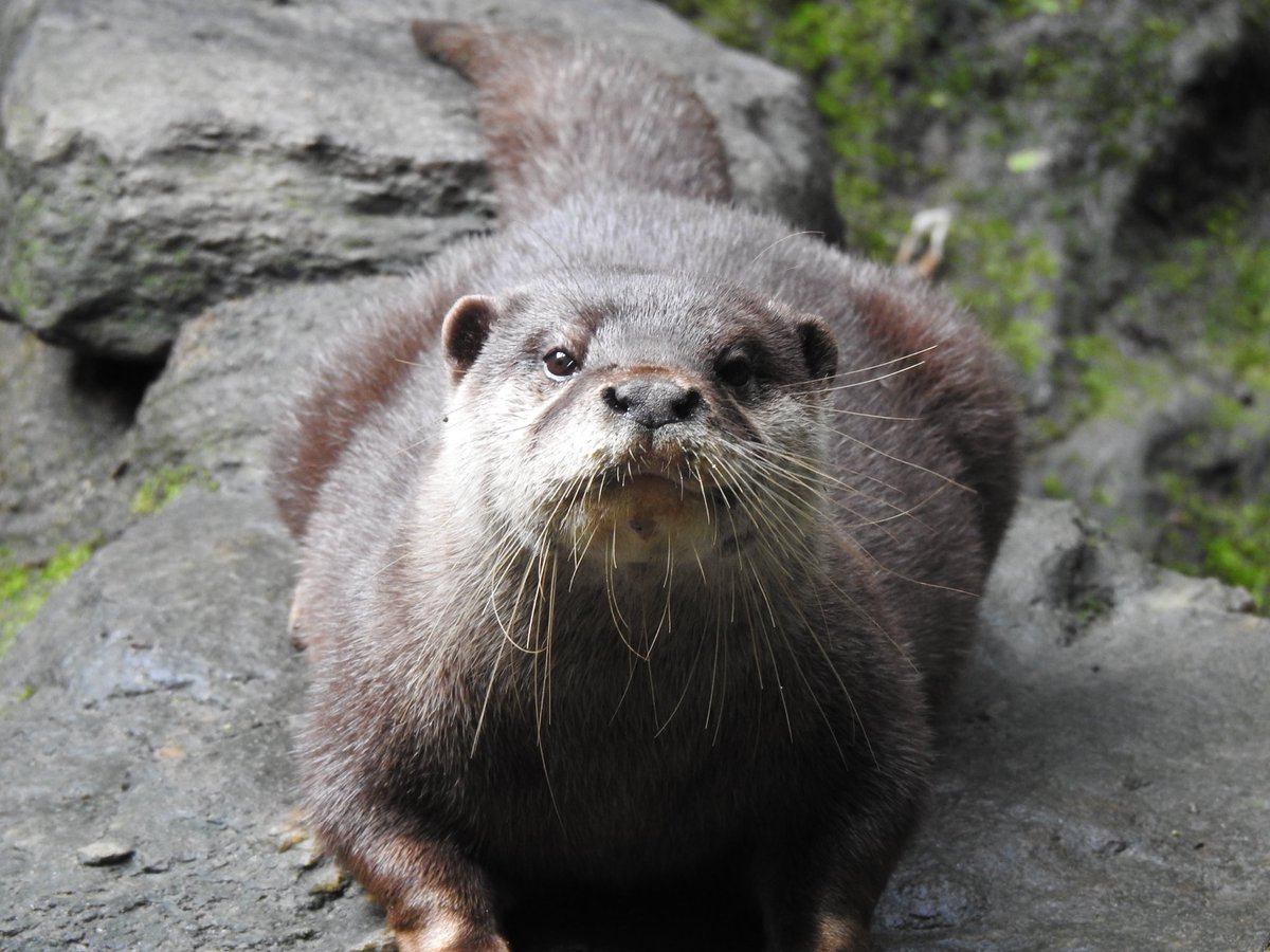 otter_Rascal tweet picture