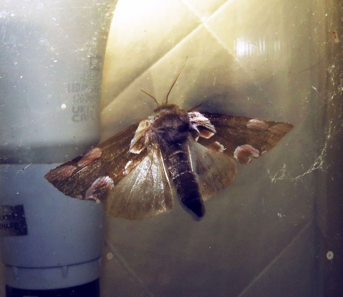 angegarrod's tweet photo. New for year.

Beautiful Hook Tip
White Plume
Small Fan-foot
Worn Peach Blossom

#teammoth #leps #mothsmatter #insects #springwatch https://t.co/WViy9wXzW9