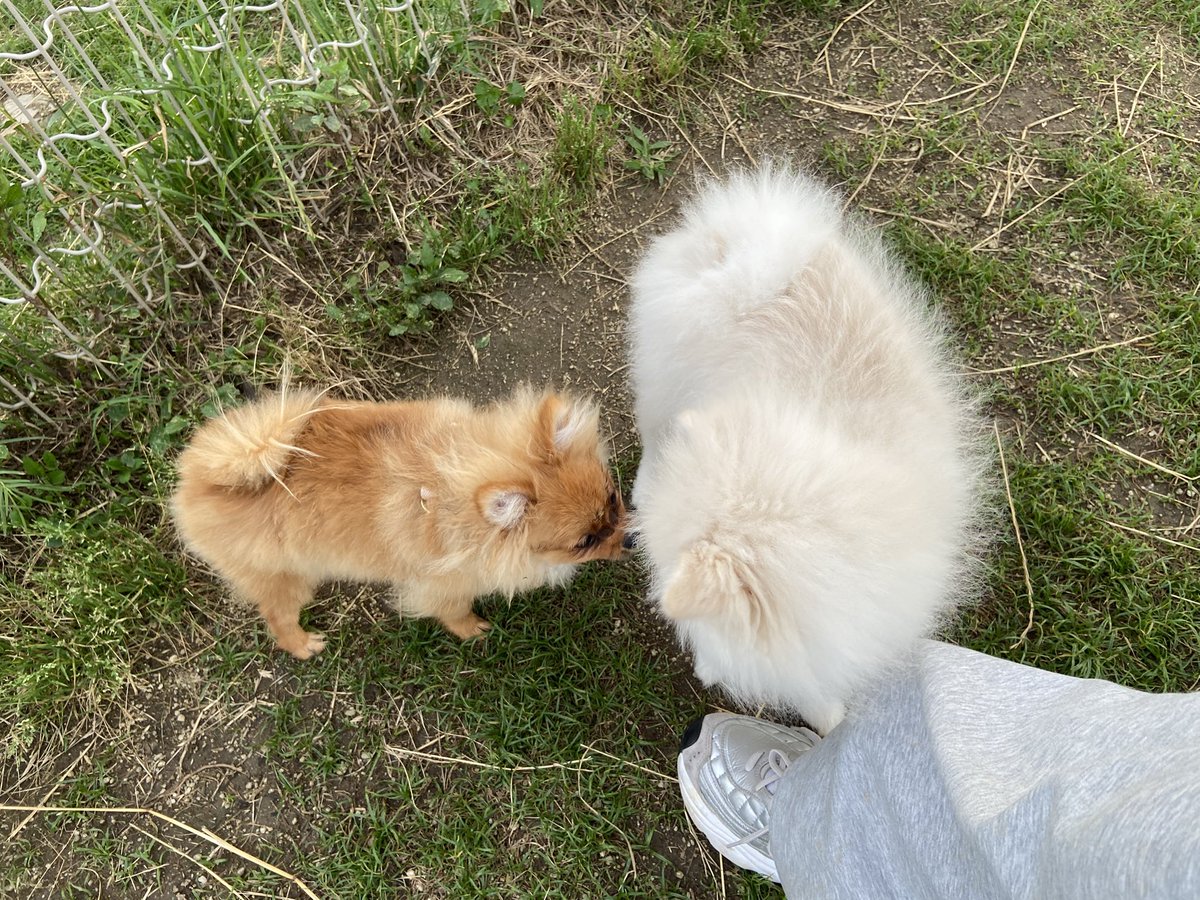 unimaru1031's tweet photo. ドッグランに行ったら同じ6ヶ月のポメラニアンの女の子にあったよ💕
コロ助やっぱりでかくない！？笑 https://t.co/XkZAUqRkp0