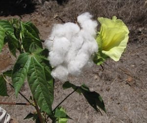 tecnoeducahlg's tweet photo. Medicina Natural y Tradicional: Algodón o algodonero y sus usos etnomédicos
https://t.co/hh2EYlFnA4
@MINSAPCuba   @UCMHolguin 
@cpicm_hlg   @luciaucmhlg 
@ManolihaHolguin   @FlorElen2
@VelazquezZ4869   @DrReinol https://t.co/L2yzC7ptDd