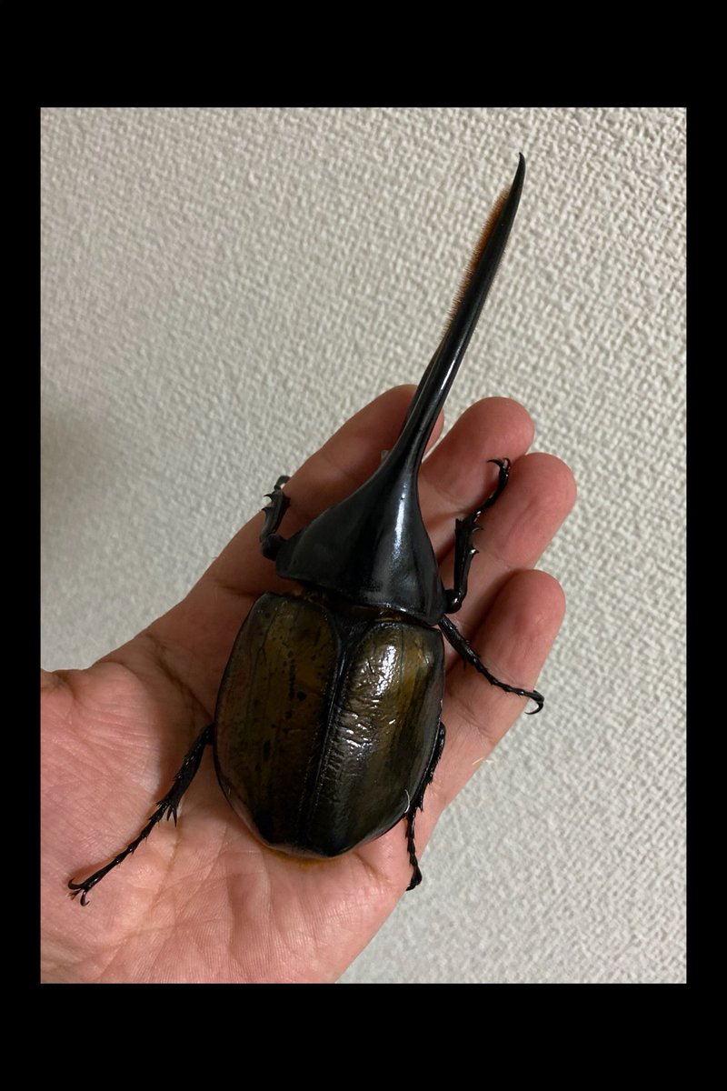 beetlehouse79's tweet photo. 明日はいよいよ上白根即売会！！
ビートルハウス79は初参加となりますが
宜しくお願いします！！

明日持っていく生体チェック中に
めちゃくちゃカッコいいオキシがいたので
思わずハンドリング😃

上白根ではどの生体もビートルハウスらしいSpecial priceにするので
楽しみにして��さい😃

コビト https://t.co/AOCHj90wRh