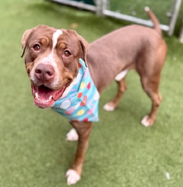 CharBolen's tweet photo. ROYALE ♥️ #250436  3yr Boy ♥️ Nycacc
KILL LISTED 6/20💔🆘 Returned after a bite 
incident w resident dog while being separated💔
Bite was not intended for owner 💔
Needs a home as only dog.. he's playful and loves 
squeaky toys.. affectionate
#RescueOnly
#Foster
#Pledge4Rescue 🆘 https://t.co/f6KvMgWSgC