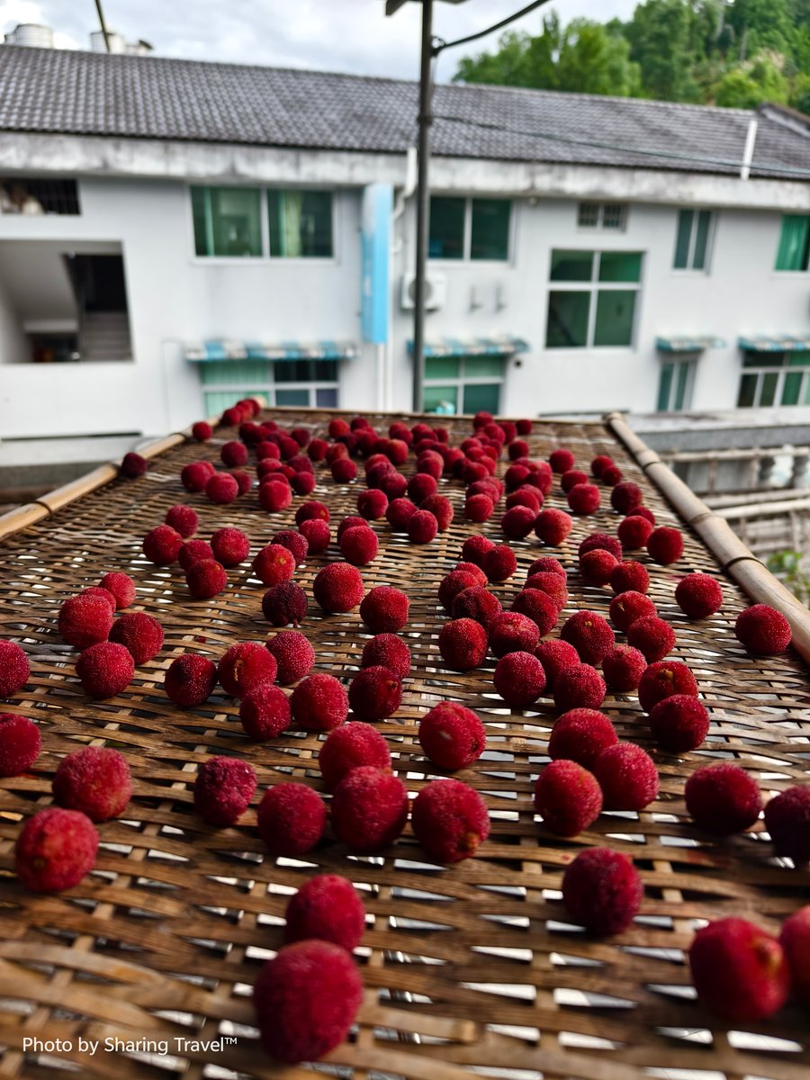 TripInChina's tweet photo. I started to sun-dry waxberry slices.😋😋This is my favorite fruit. https://t.co/FeOjx98q8A