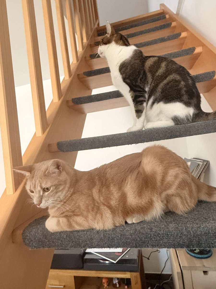 Kojirou_VT's tweet photo. It’s my cats birthday today !! They are officially 2 years old 🥹 https://t.co/vI9G9FEuPy