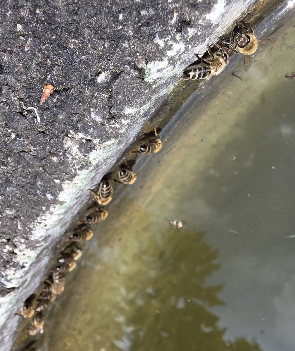 annieavena3's tweet photo. #Berlin - 35 Grad. Bitte denkt bei der Hitze auch an alle #Tiere. Ein Schluck aus der Wasserflasche vor erschöpften Insekten auf der Straße, Wasserschalen auf dem Balkon &amp; im Garten. Diese Bienen im Foto riskieren ihr Leben am Brunnen, habe heute Dutzende gerettet. 🐝🐝🐝 https://t.co/vN5qKM6iaZ