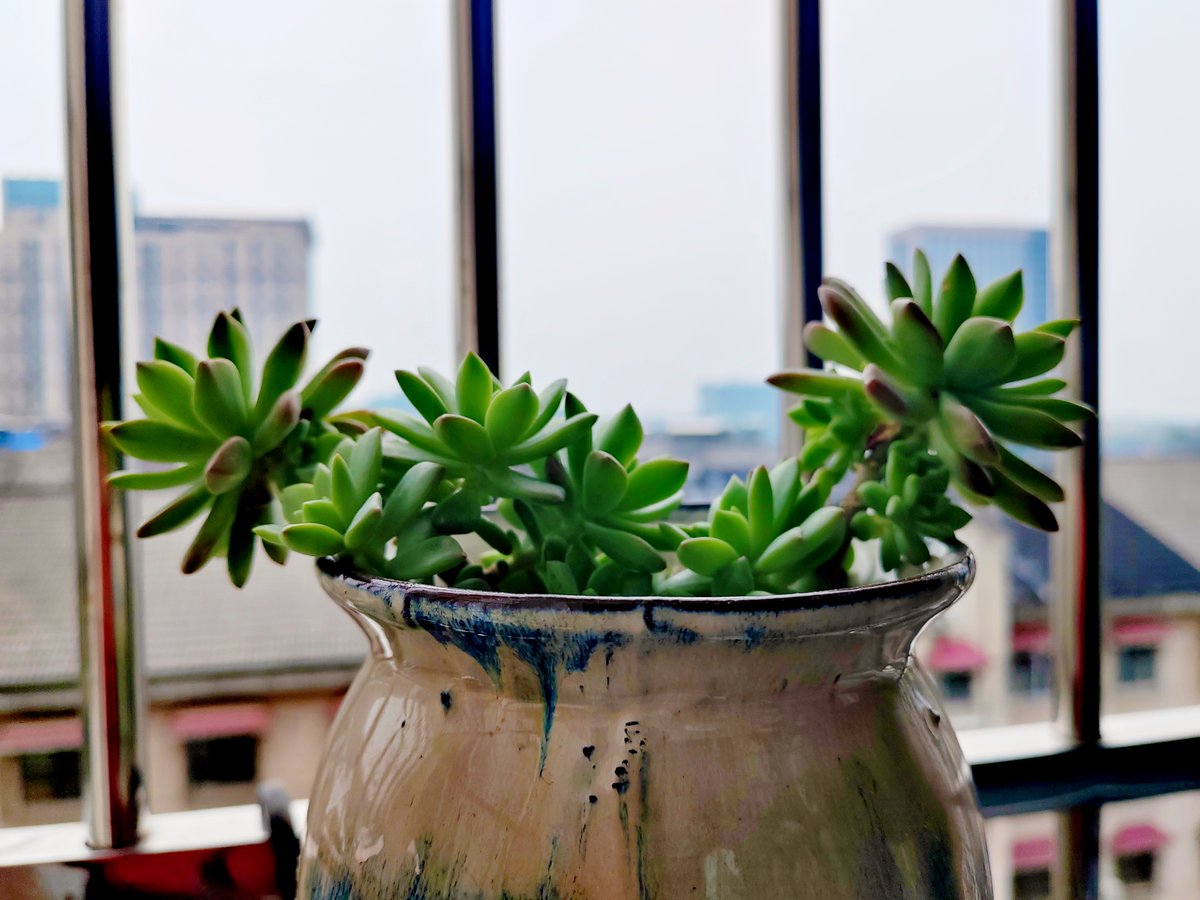 2Viktoriia's tweet photo. Pro tip for your indoor plants: Water only when the top 2 inches of soil feel dry! No overwatering = happy, thriving green friends. https://t.co/VfJnN6fplK