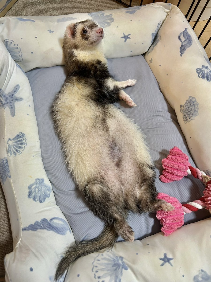 canatarou's tweet photo. ひんやりベッドでごろーん✨しながらTV見てるいたち🦦 https://t.co/3mTUNuwM8e