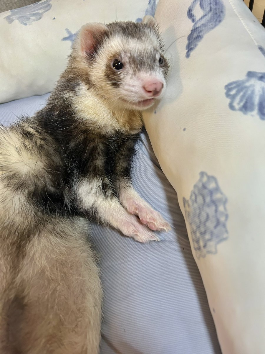 canatarou's tweet photo. ひんやりベッドでごろーん✨しながらTV見てるいたち🦦 https://t.co/3mTUNuwM8e