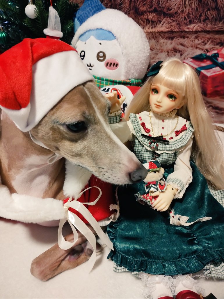 coconutsu3's tweet photo. これかな(クリスマスの時のやつ)
#思わず生きていると感じたドール写真を見せて下さい https://t.co/vODw2KNA78