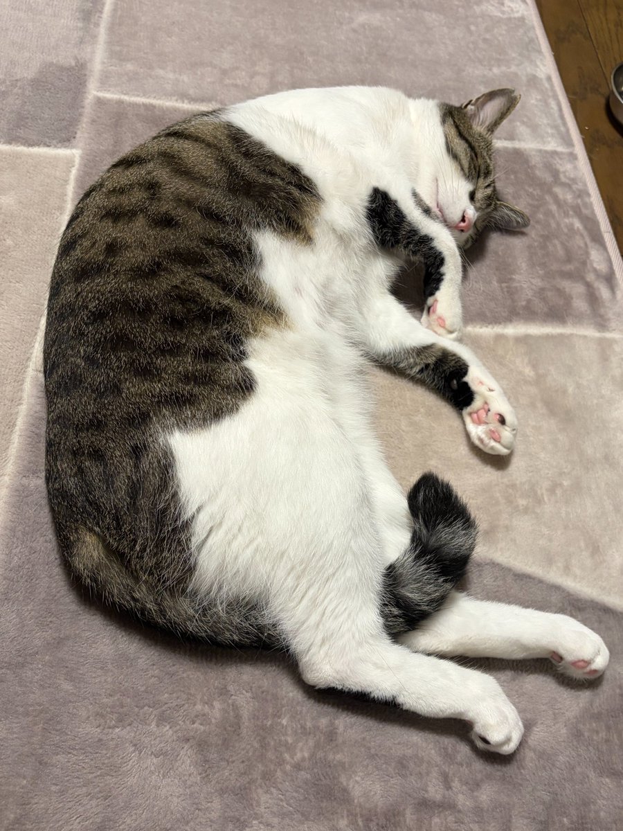 po_n_suke_'s tweet photo. 猫が落ちていた。
そしてすやすや眠っていた。😍😍🥰🥰 https://t.co/pYu5x8VGXG
