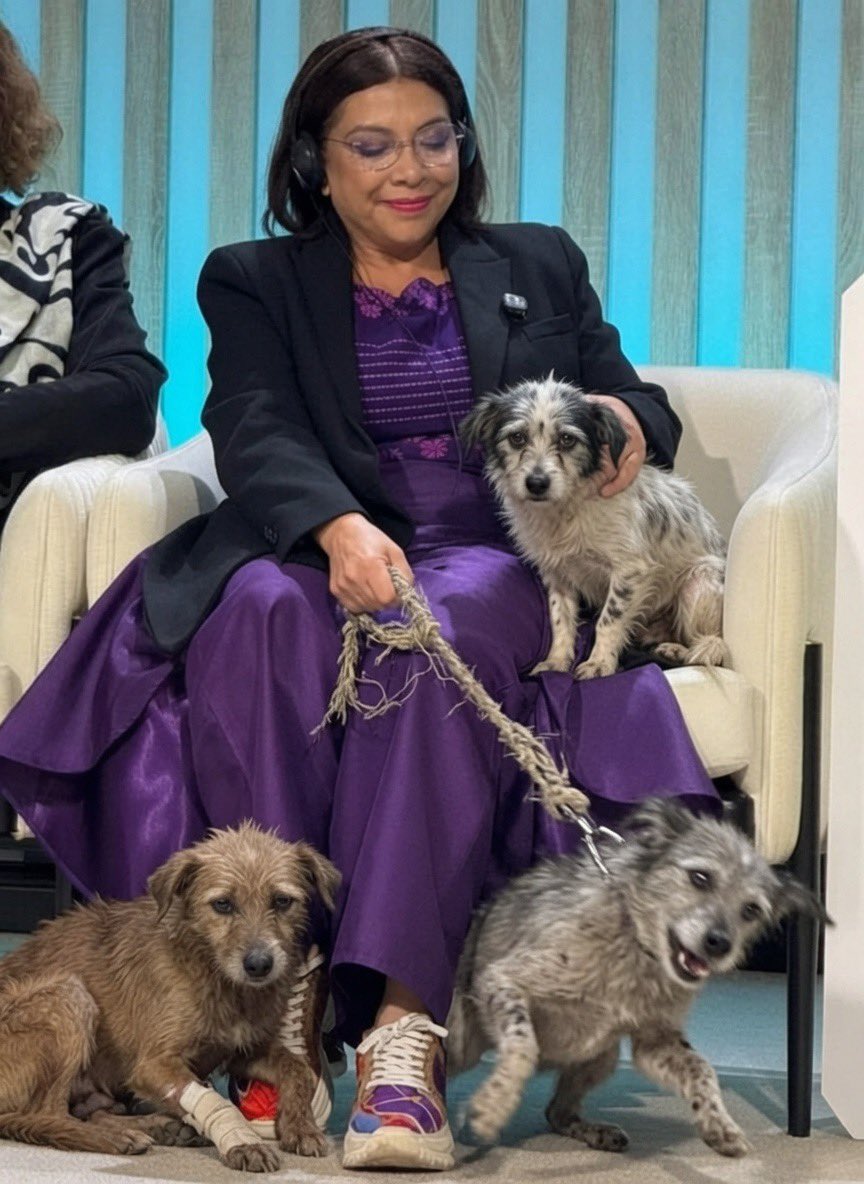 luzelenachavez8's tweet photo. ¿Ya se olvidaron de los franciscanitos?

Cuando se cansa de luchar por los que no pueden hacerlo, la vida no tiene un por qué. 

@ClaraBrugadaM más temprano que tarde tendrás que rendir cuentas por la crueldad que ejerciste y ejerces contra estos animales que, o ya murieron, o los mantienes en transportadoras. 
Foto lA