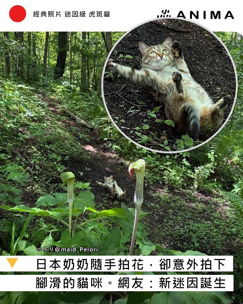 Kircheis_Liu's tweet photo. 超好笑🤣
好可愛🫶😍
有引原始出處👍
各位可以去朝聖🫡
#滑倒貓咪 https://t.co/tArhJGtEys