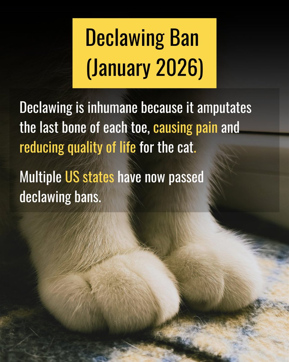felineguardians's tweet photo. Around the world, progress is being made in cat welfare legislation. From declawing bans and stronger protections against cruelty, meaningful steps are being taken internationally to improve feline welfare.

In Part 1 of this series, we highlight several important legal developments for cats from this year so far!

We will be continuing to share positive changes
👉 https://t.co/vn4pjGeLFB

#FelineGuardians #LegistlationMatters #StopCatTortureInChina