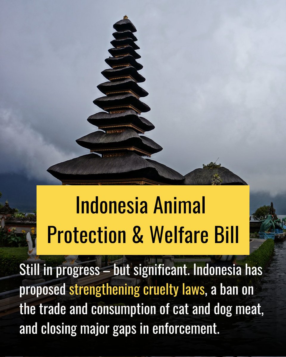 felineguardians's tweet photo. Around the world, progress is being made in cat welfare legislation. From declawing bans and stronger protections against cruelty, meaningful steps are being taken internationally to improve feline welfare.

In Part 1 of this series, we highlight several important legal developments for cats from this year so far!

We will be continuing to share positive changes
👉 https://t.co/vn4pjGeLFB

#FelineGuardians #LegistlationMatters #StopCatTortureInChina