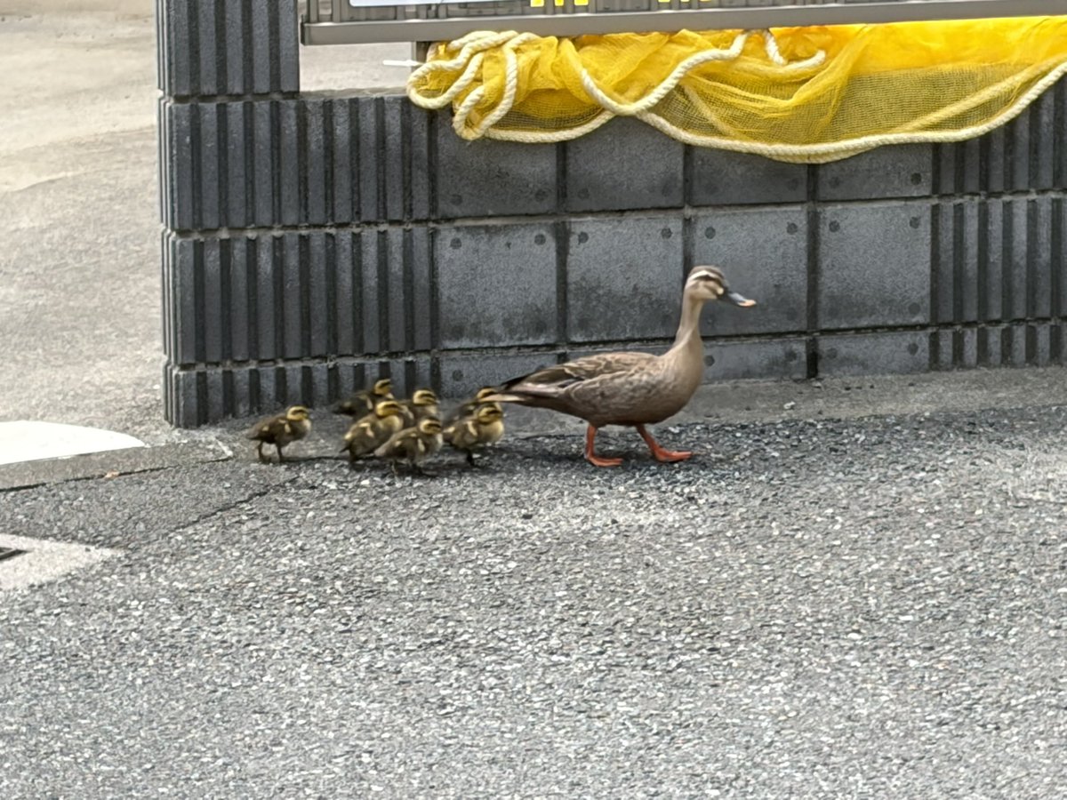 Vanity_404's tweet photo. 慈愛に目覚めそうになっちゃった https://t.co/fJG4Vluh5e