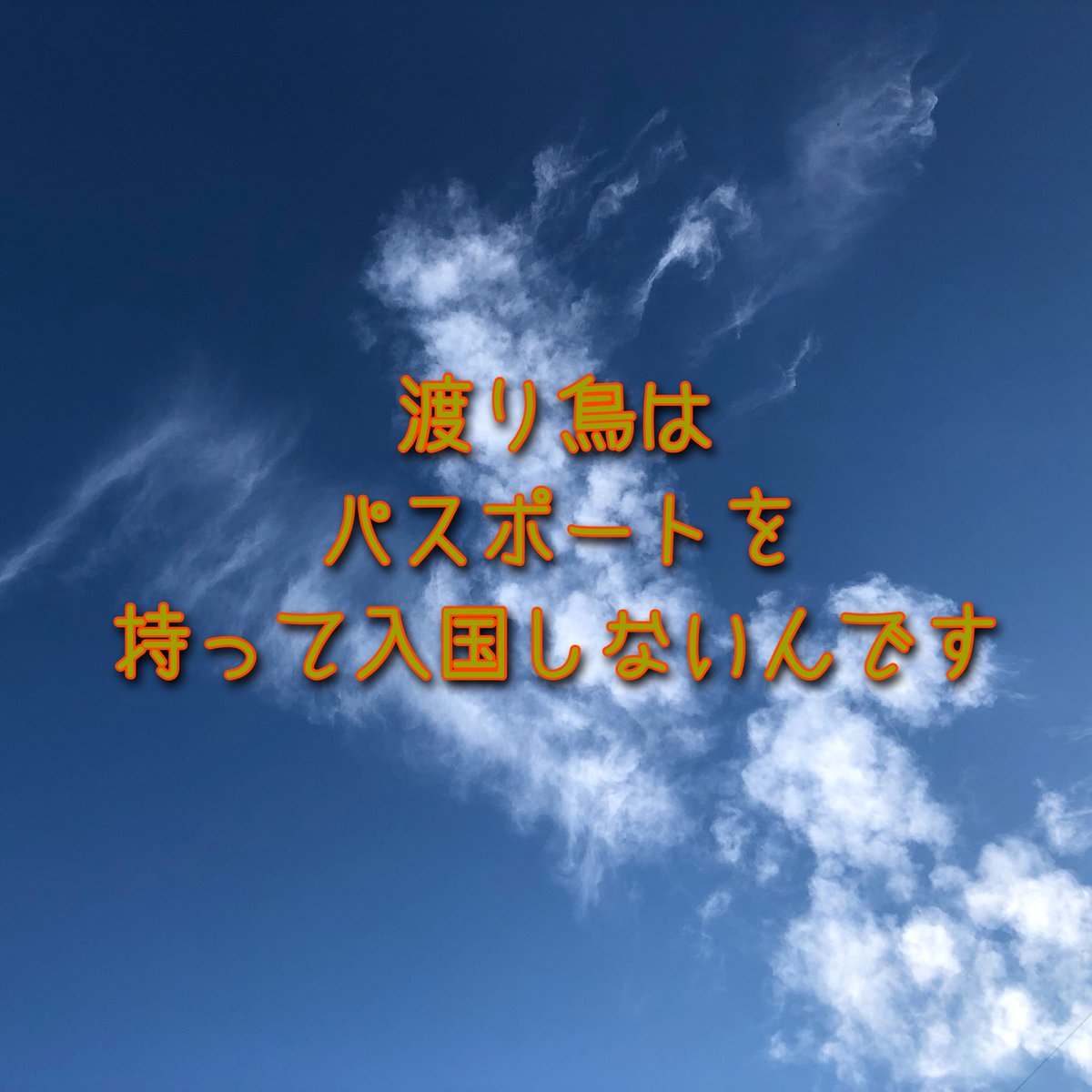 24Fukusui's tweet photo. 渡り鳥は
パスポートを
持って入国しないんです https://t.co/N9VAPsMgwT