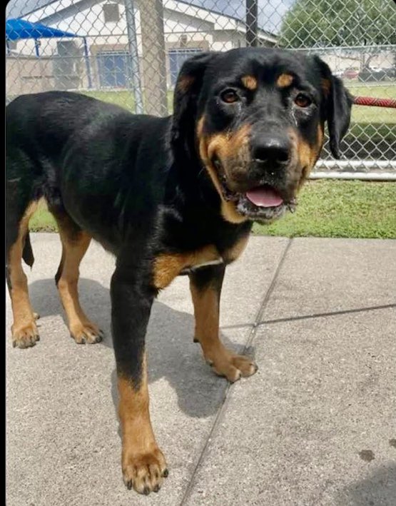 OlwynHope's tweet photo. PISTACHIO CREAM MILKSHAKE #A388265 6yo poor girl was severely abused by owner that’s left her anxious #CorpusChristiTx want her GONE (they aren’t experience) having to deal with anxious dogs so KILL them instead plz #Pledge4Rescue #ADOPT she’s loves treats so will help her heal🙏 https://t.co/sUiporAF0l