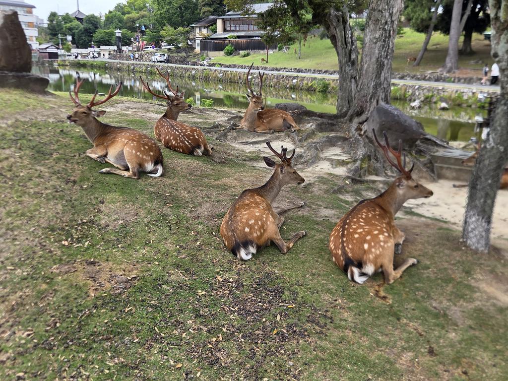 KAGRA06's tweet photo. 奈良に行ってきました。スルスルさんの鯛だし三輪そうめんのランチが美味しかったです😋 https://t.co/hxn35gzE6g