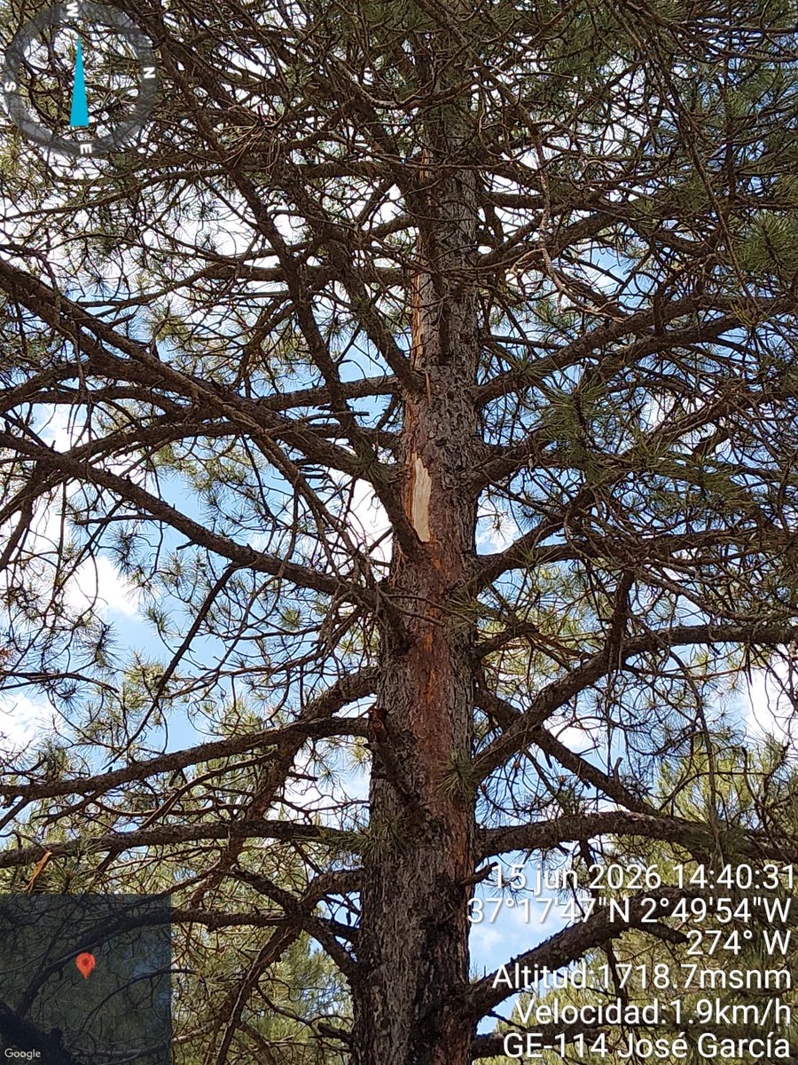 Plan_INFOCA's tweet photo. ¿SABIAS QUÉ ES? | El régimen natural de incendios: Es la frecuencia e intensidad de incendios en un territorio provocados por causas naturales (fundamentalmente rayos). Mantienen el equilibrio ecológico entre bosques y ecosistema.

📸Compartimos imágenes de algunos de los últimos https://t.co/8pUbM87WsX