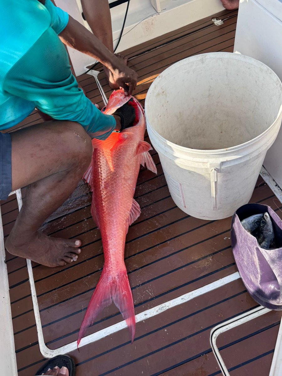 MAISAAN0's tweet photo. 😉🎣ޑަބަލްސް
@hdcmaldives 
@bankofmaldives 
@mifcomv 
@horizon_pvt 
@OceanWarriorsMV
@Portmv
@Dhiraagu 
#Masrace  #WorldOceanDay2026
#teamavia https://t.co/ipwyLjsKtF