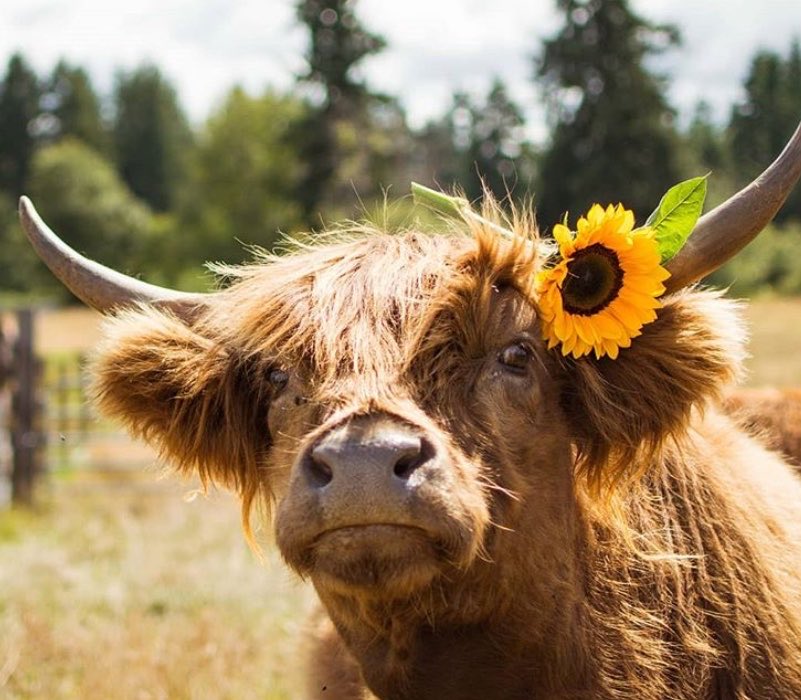 CowoftheDay1's tweet photo. 📅 19th June 2026
🏷️ Instagram/maywoodfarm
💕 #animaloftheday https://t.co/Rw4nHjnOF5