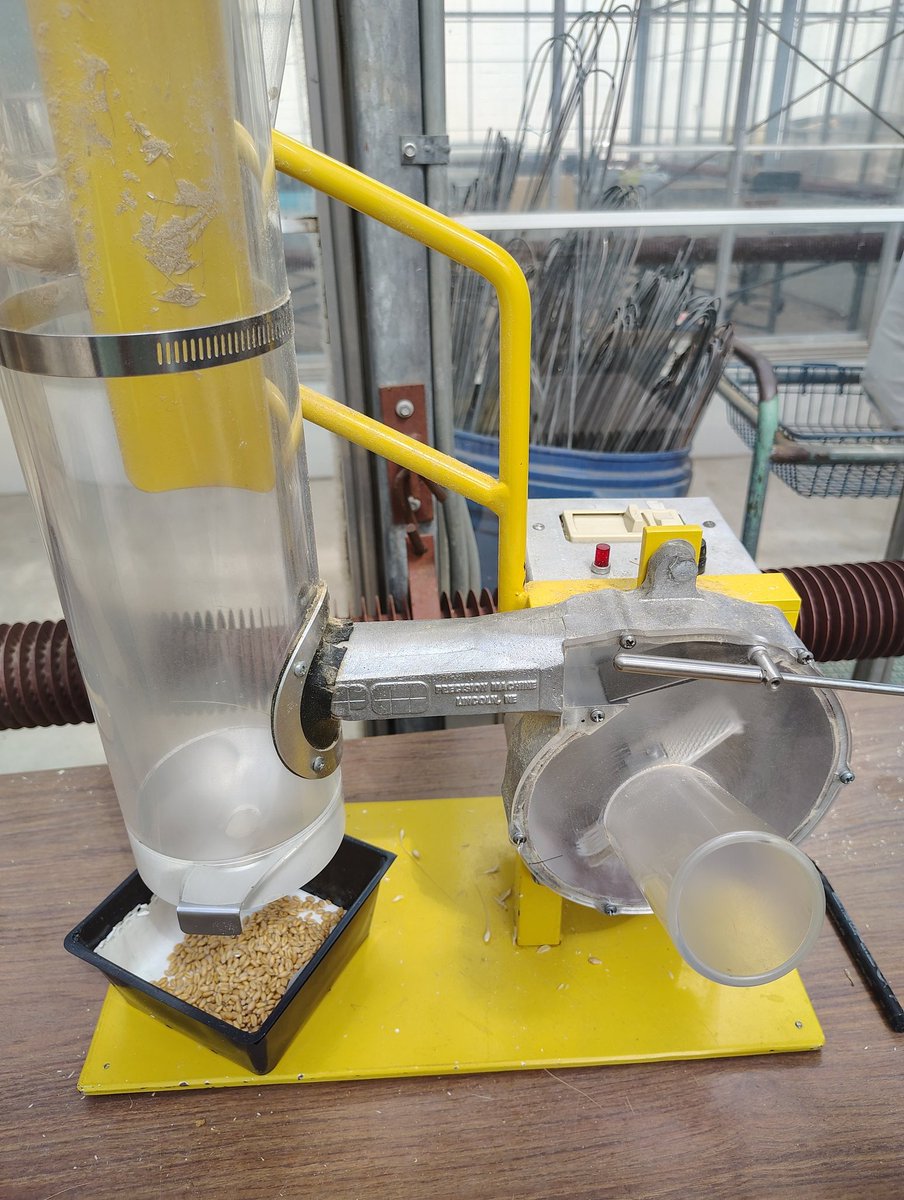 neolaudius's tweet photo. Evil machine launches wheat seeds at my face if it doesn't like my tone https://t.co/MDceAlSme8