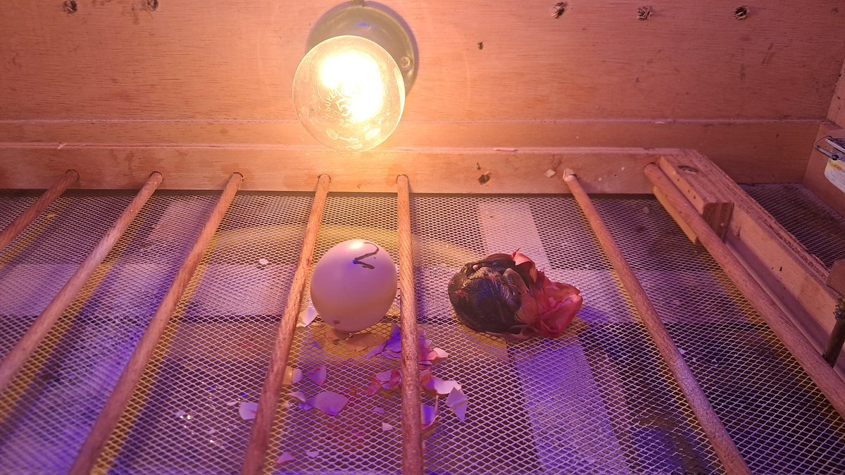 losient0_1's tweet photo. @vainxyz First $CHICK hatch on sol

https://t.co/YJgeYO9kc0 https://t.co/fWGuCYMD5h