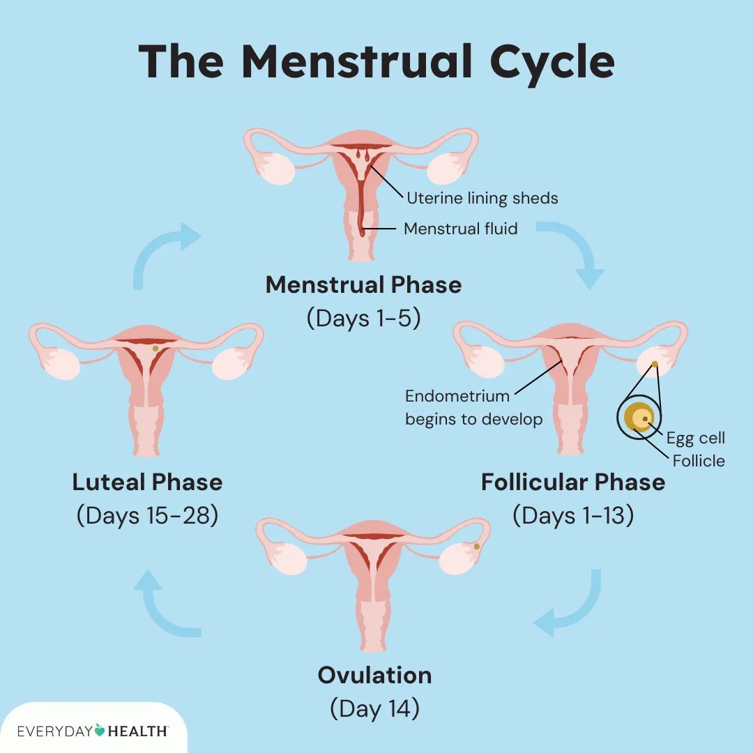 mephitmpH's tweet photo. @_celia_bedelia_ Here’s a picture. Biological males do not experience any part of these phases. https://t.co/l84Z8kauLv