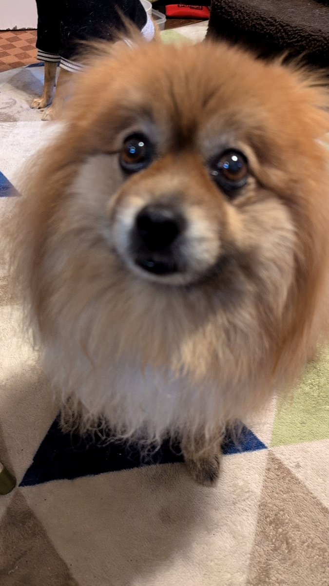 daiftukuoreo's tweet photo. こんばんは🌛
お久しぶりです😊
いつもいつも五右衛門のことを想ってます😊
こんなに手のかかる子はいなかったなぁ笑🥰 https://t.co/DrWKMxjAoN