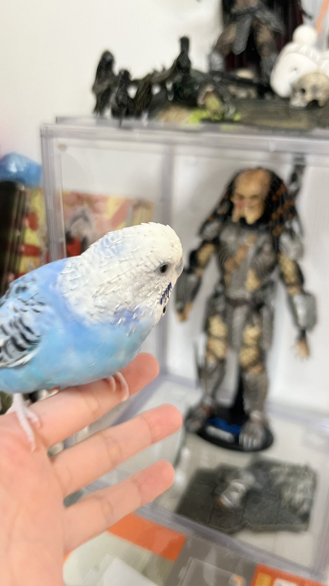 kuku@オモ写 tweet media