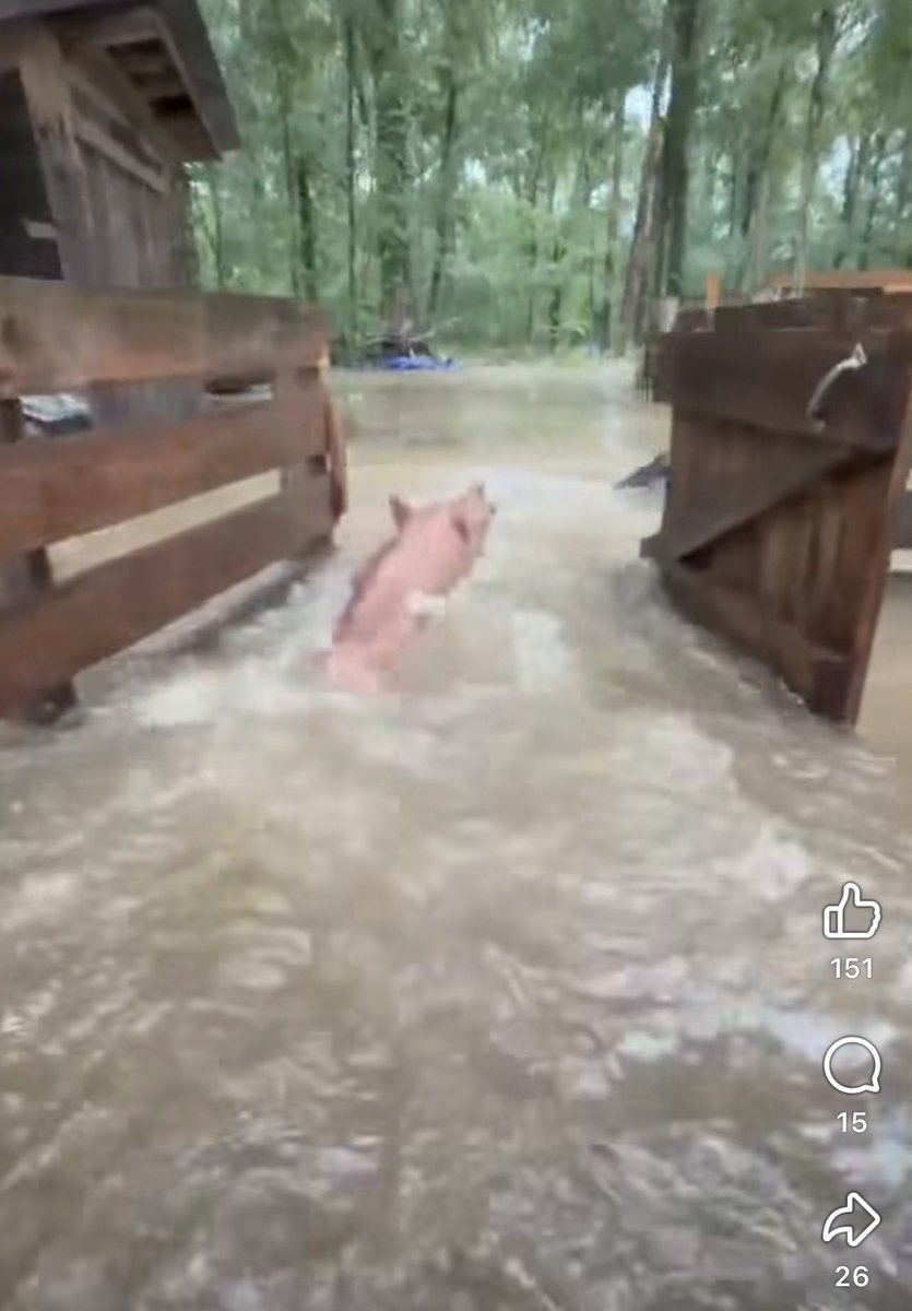 Riflemanscreed2's tweet photo. Absolutely Heartbreaking 💔 
Many prayers to the people of Avoyelles Parish… 1000 year Flood. They got 30 inches of rain. Places and homes that never flooded before and/or not in a flood zone. Flooded homes, a Deer farm, whole towns. Many with No flood insurance 🙏🏽
So many rescuers are coming together to help people and animals.