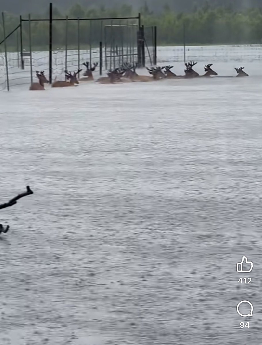 Riflemanscreed2's tweet photo. Absolutely Heartbreaking 💔 
Many prayers to the people of Avoyelles Parish… 1000 year Flood. They got 30 inches of rain. Places and homes that never flooded before and/or not in a flood zone. Flooded homes, a Deer farm, whole towns. Many with No flood insurance 🙏🏽
So many rescuers are coming together to help people and animals.