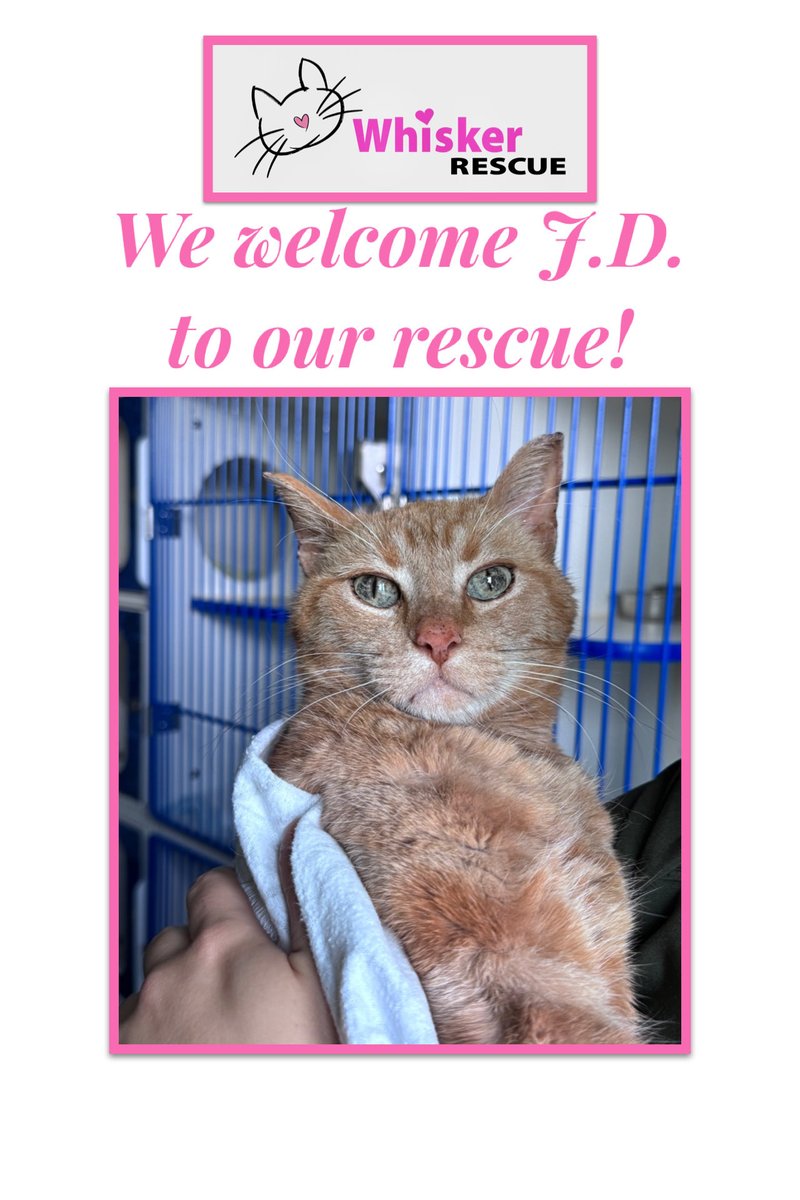 Whisker Rescue tweet media