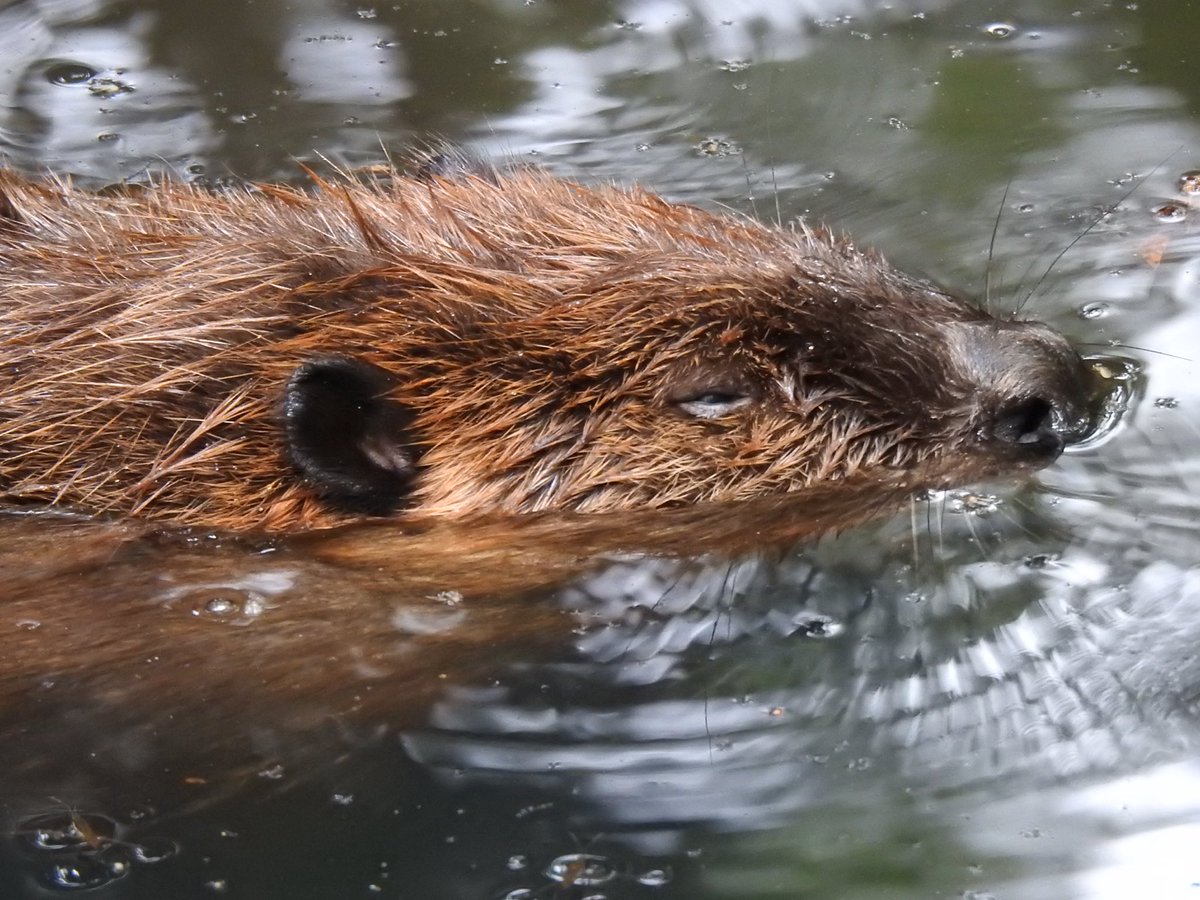 otter_Rascal tweet picture