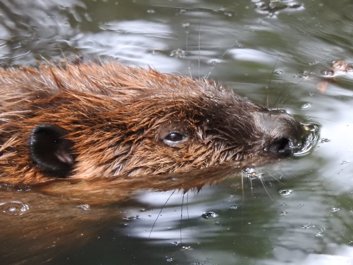 otter_Rascal tweet picture