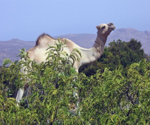 Garyaqaan494668's tweet photo. The raw, untamed beauty of Sanaag📍🐪🌿 https://t.co/LK2Xy1n5kI