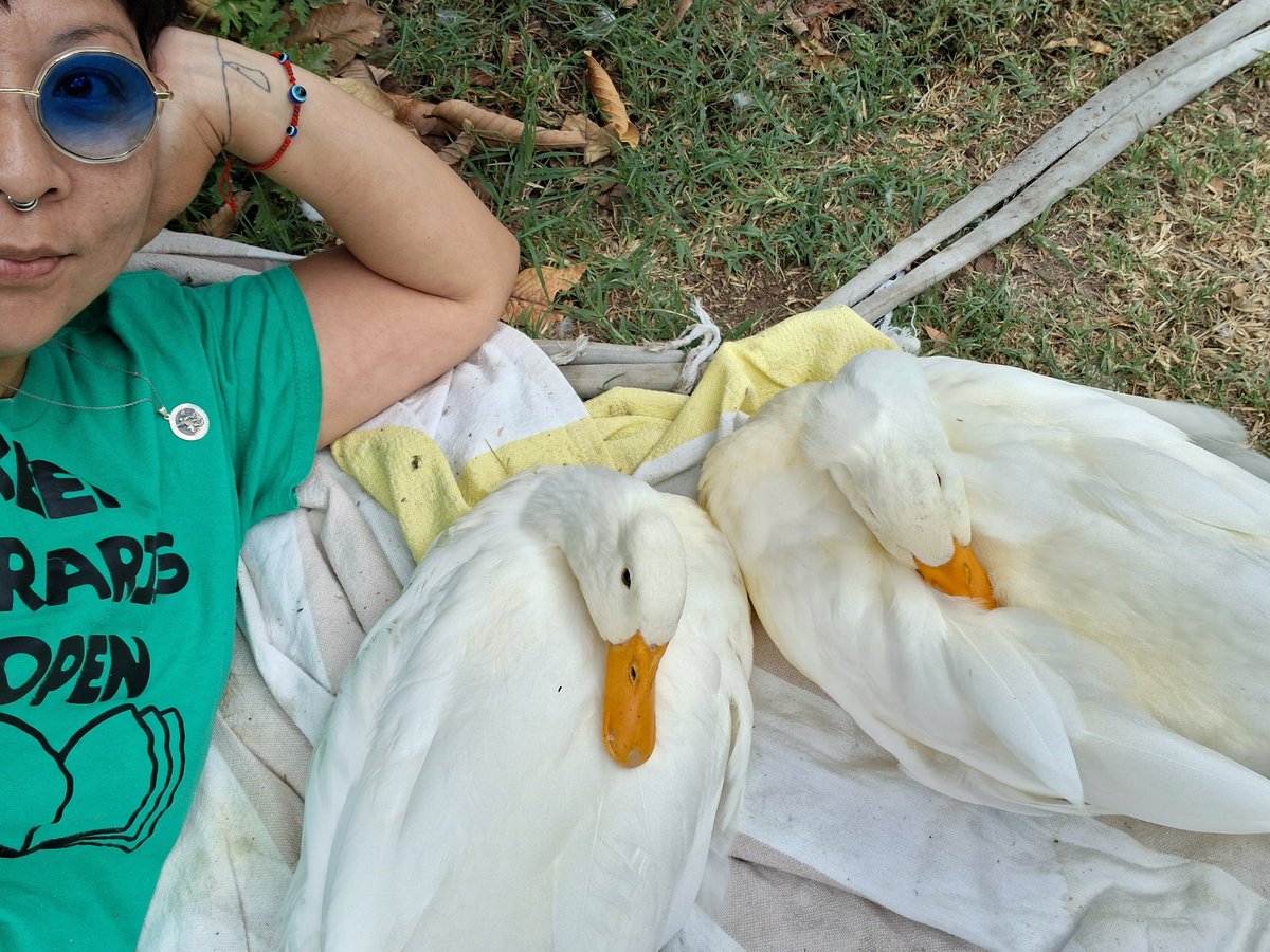 lumpyfacedkid's tweet photo. My non-athletic ducks https://t.co/e9IDTGa2um