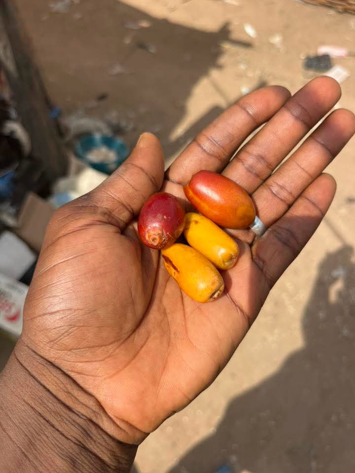 ChurchmanUche's tweet photo. This is how fresh Dates/ Dabino looks like.

I find it hard eating the dry ones but these fresh ones, count me in.

Those red ones are sweeter than the yellow ones but both of them are dates/Dabino. https://t.co/XfKHD5lCIK