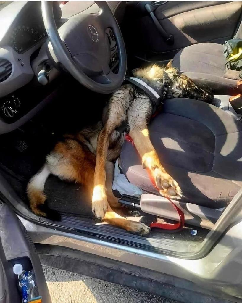AdeaClaude's tweet photo. Enfermé dans la voiture en plein soleil, il a tenté de se protéger du soleil et la chaleur en se nichant au sol sous le volant...ça n’a hélas pas suffit.
Jeter un œil dans les voitures sur les parkings et devant les commerces et par pitié AGISSEZ !!!!

C. Gallet https://t.co/xy8hSM8Vd3