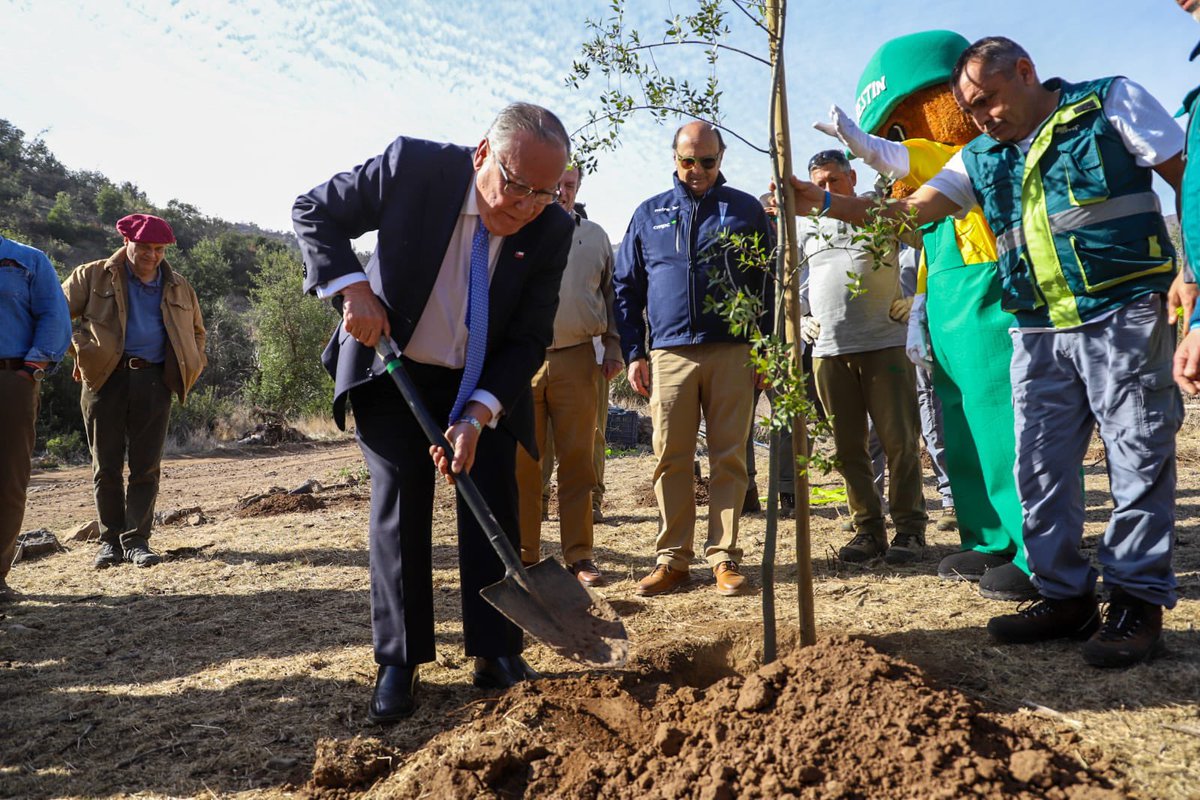 MinagriCL's tweet photo. 🌿Hoy, el ministro de Agricultura, Jaime Campos, junto al presidente del Club Deportivo Universidad Católica, Francisco Urrejola, @conaf_minagri y @MinagriRM participaron en la plantación de 100 árboles nativos en el Parque San Carlos de Apoquindo, contribuyendo a la restauración de un área afectada por los incendios forestales de 2025.

🪴 Esta actividad se enmarca dentro del Día Mundial de la Lucha contra la Desertificación y la Sequía, rreafirmando el compromiso del @minagricl con la recuperación de los ecosistemas y demostrando que el trabajo colaborativo es fundamental para construir paisajes más resilientes y sostenibles.