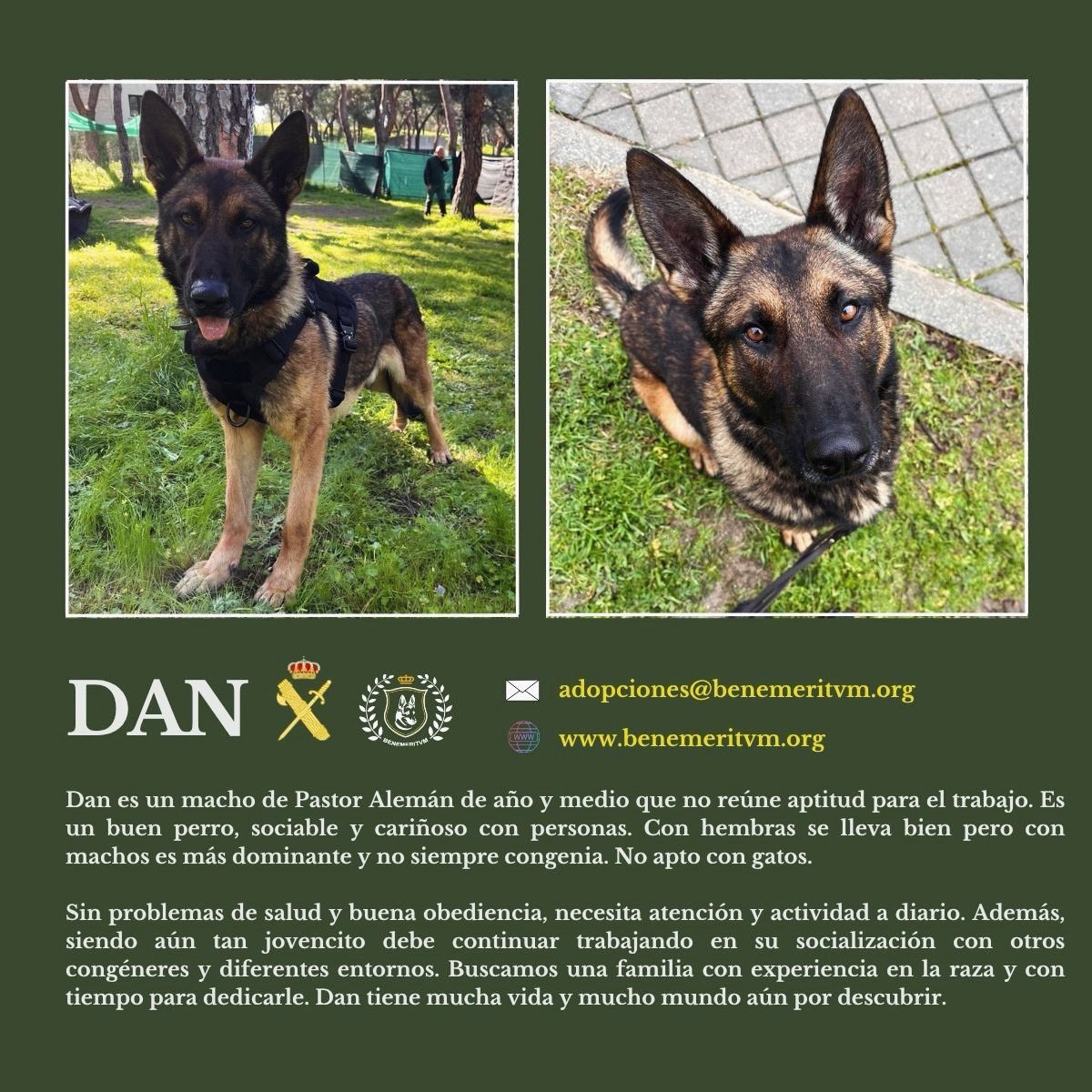 benemeritvm's tweet photo. 🔸𝐃𝐀𝐍 𝐄𝐍 𝐀𝐃𝐎𝐏𝐂𝐈𝐎́𝐍🔸
🔎 https://t.co/LlbRyexIdU
✉️ adopciones@benemeritvm.org
#GuardiaCivil #ServicioCinológico https://t.co/ea7H7Autrl