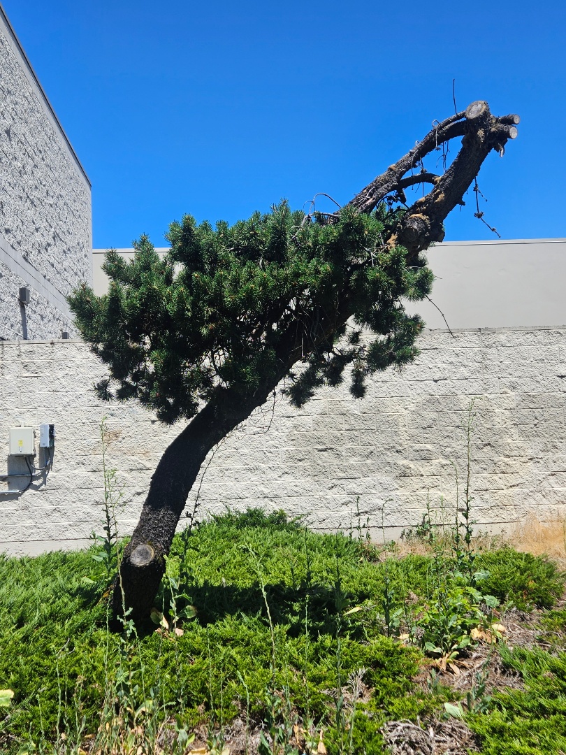 TwilightEsmeVT's tweet photo. Did I ever show you guys the saddest looking tree I've ever seen? This is in my neighborhood and I cringe every time I see it. They need to just take it out of its misery at this point https://t.co/Kex6QxsTfF